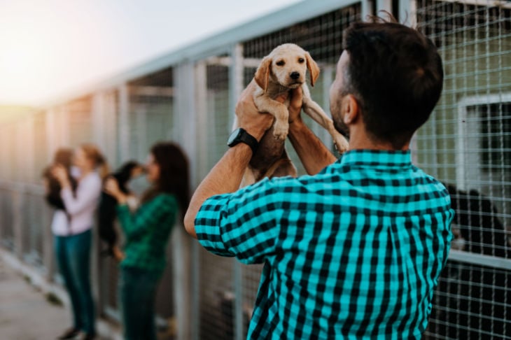 Cão pequeno a ser escolhido em canil
