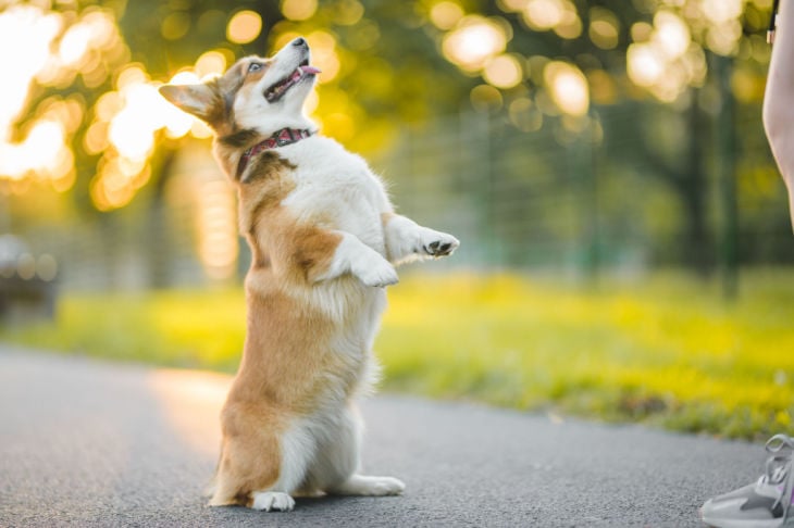 Fidelidade Pets Cão em pé