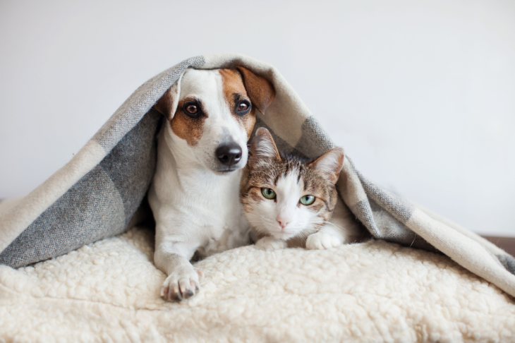 cão e gato abrigados debaixo de cobertor