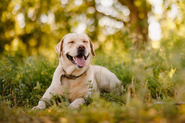 Labrador sentado na relva