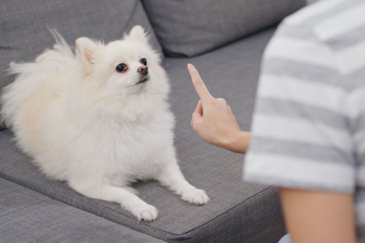 cão no sofá a receber instruções