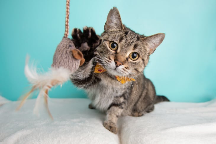 gato a brincar com boneco em forma de rato