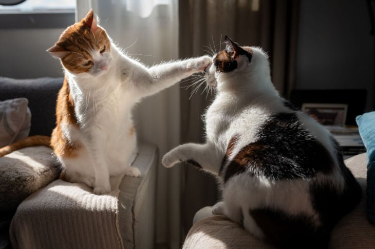gatos a darem patadas um ao outro