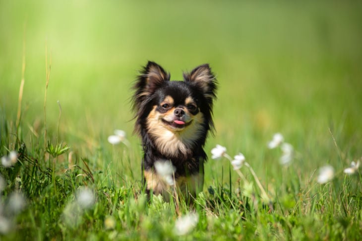 Chihuahua a correr pelo campo