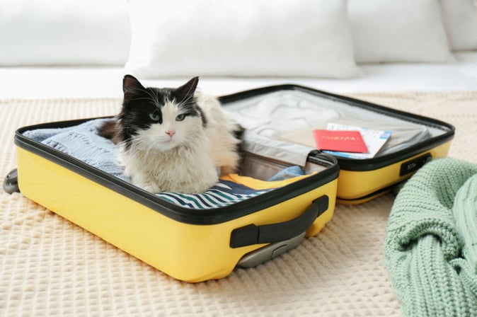 gato deitado dentro de uma mala de viagem aberta