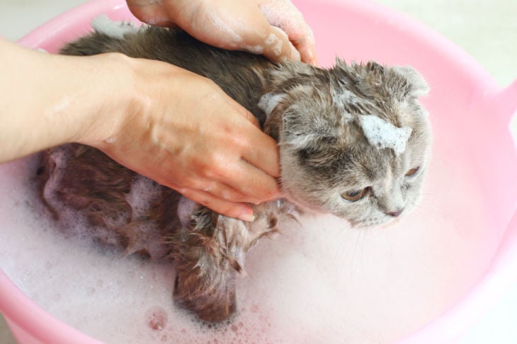 gato dentro de uma bacia a tomar banho
