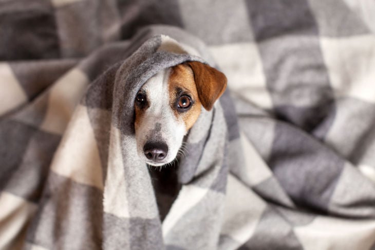 cão enrolado numa manta