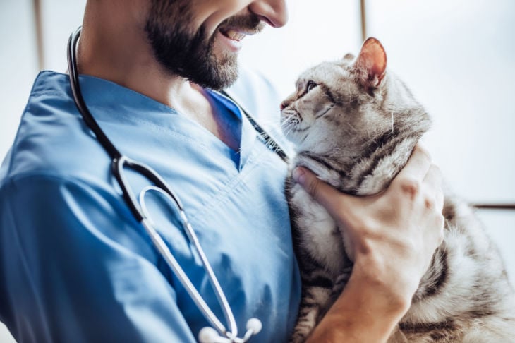 veterinário a segurar gato no colo