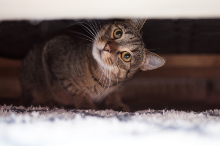 gato escondido debaixo da cama