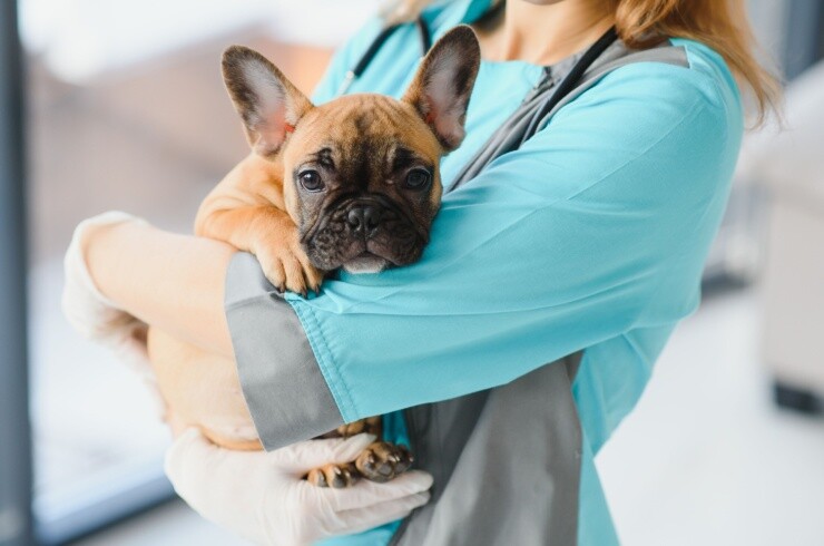 cão ao colo do veterinário