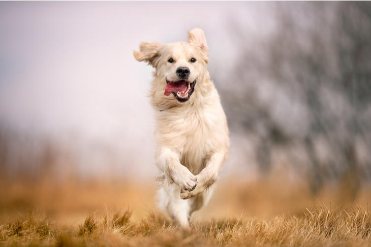 cão a correr livremente no campo