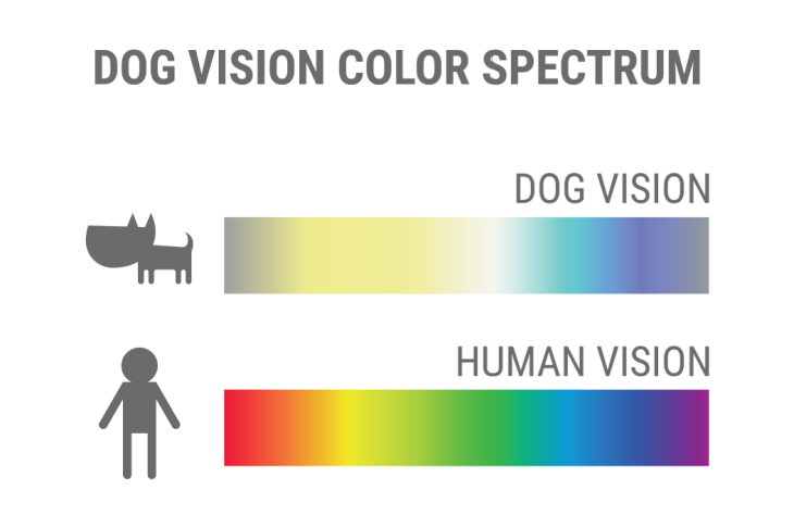 espetro da visão canina