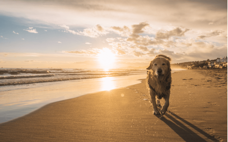 cão a caminhar na praia ao pôr-do-sol