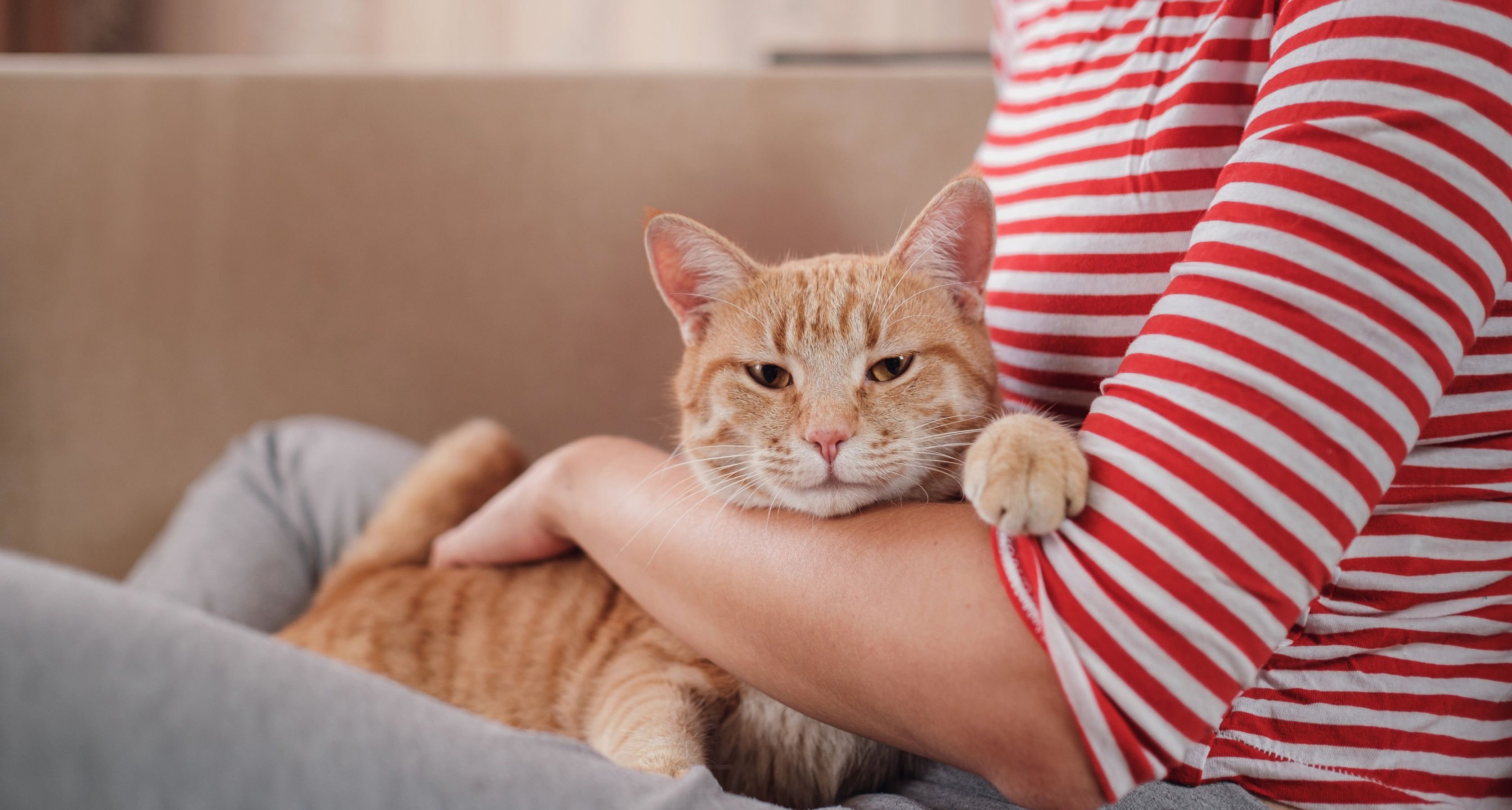 Fidelidade Pets Gato no colo de mulher