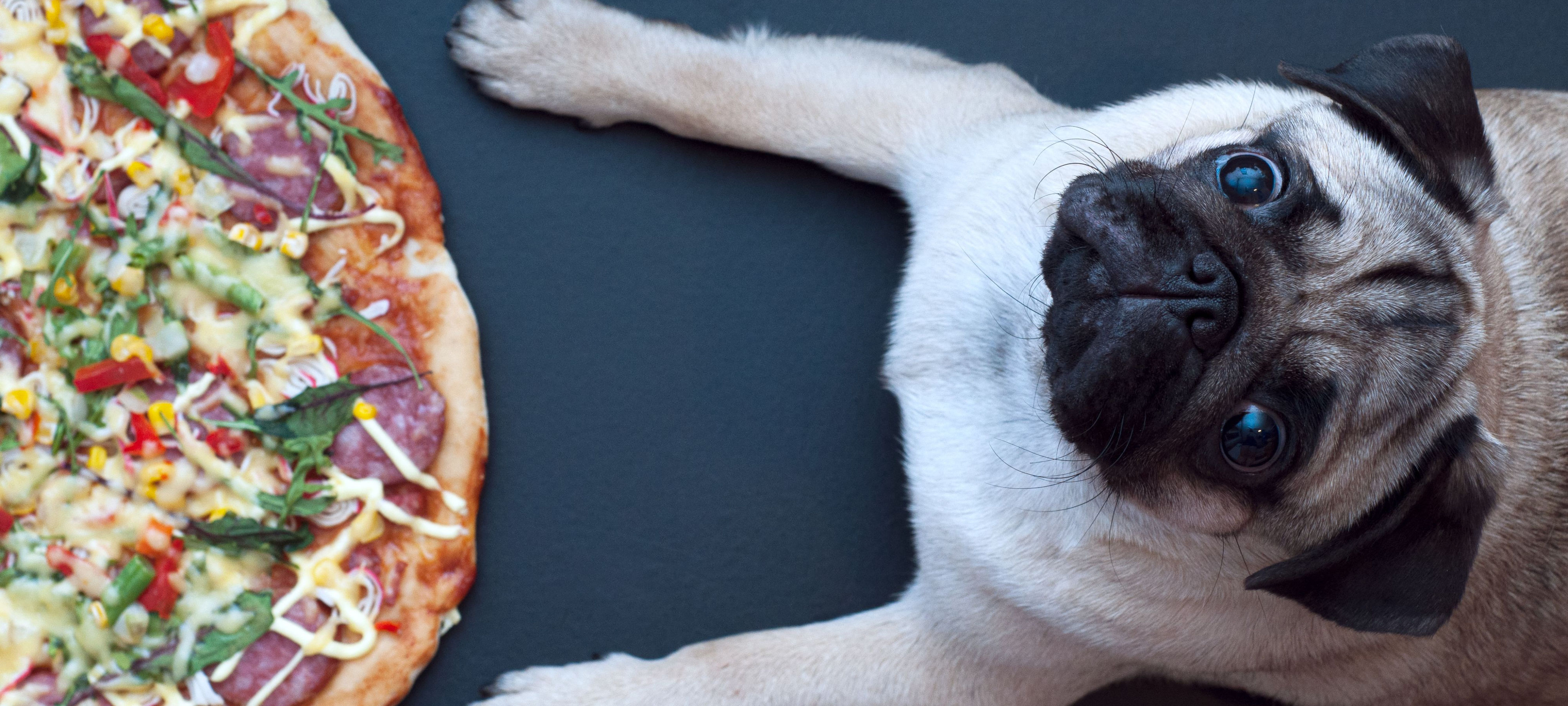 top shot de cão perante uma pizza