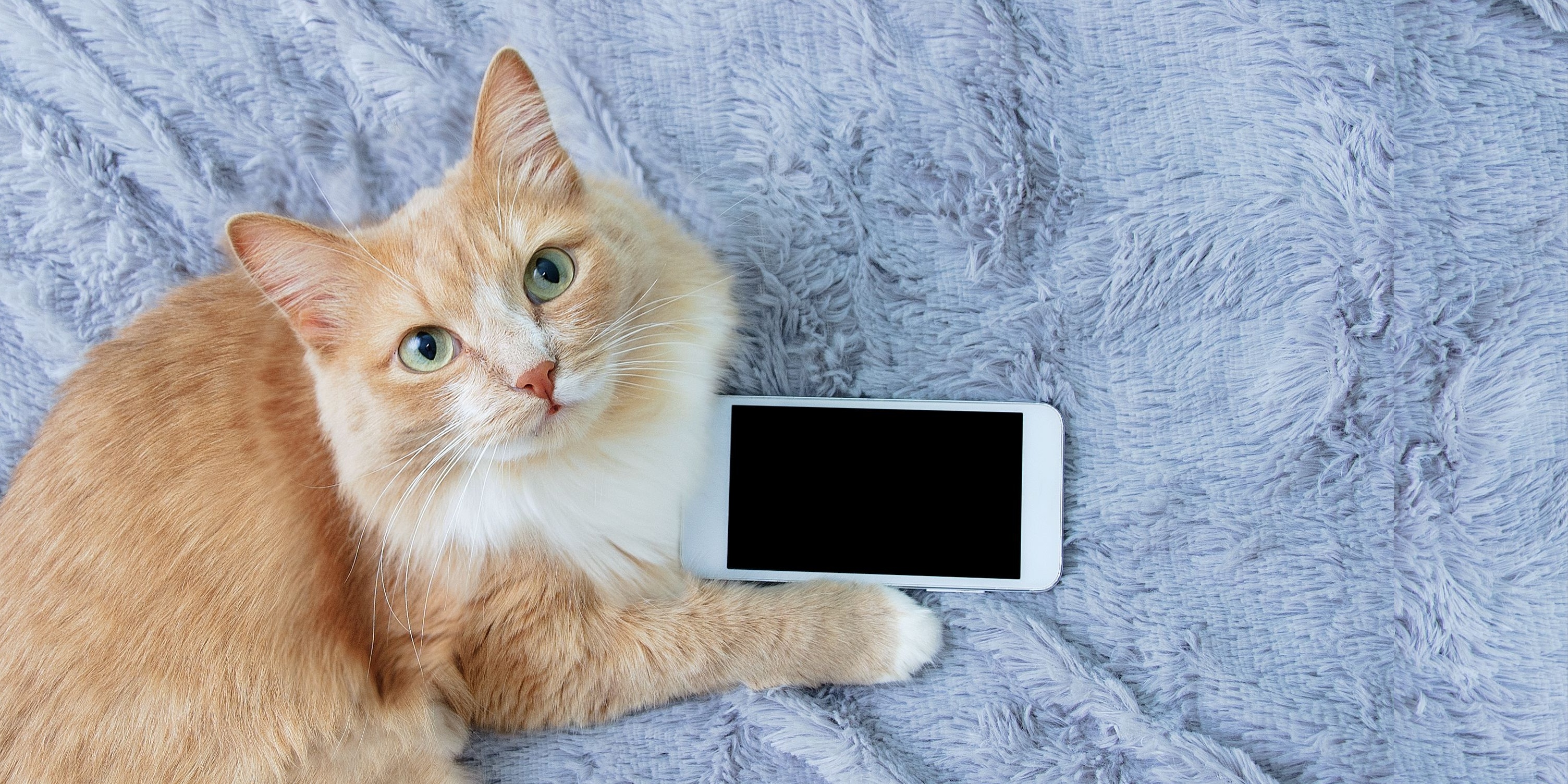 Gato com smartphone precisa de consulta veterinária online