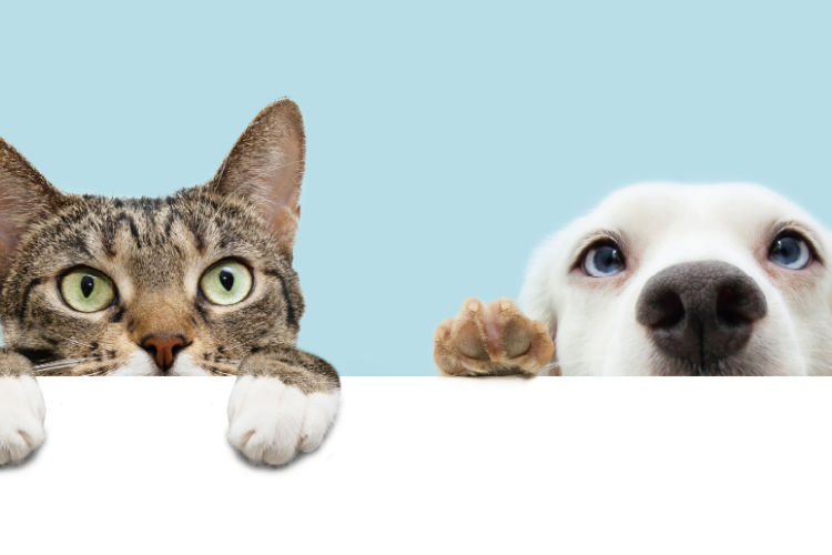 gato e cão apoiados a espreitar sobre parede branca