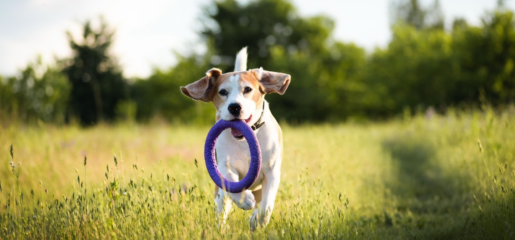 Cão a correr com brinquedo