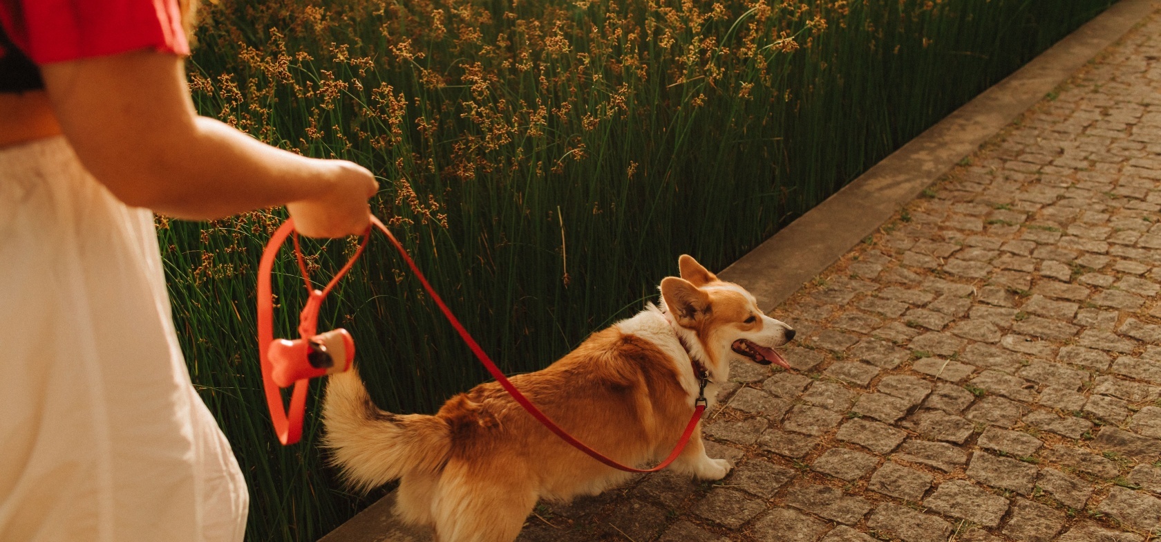 cão a passear com trela