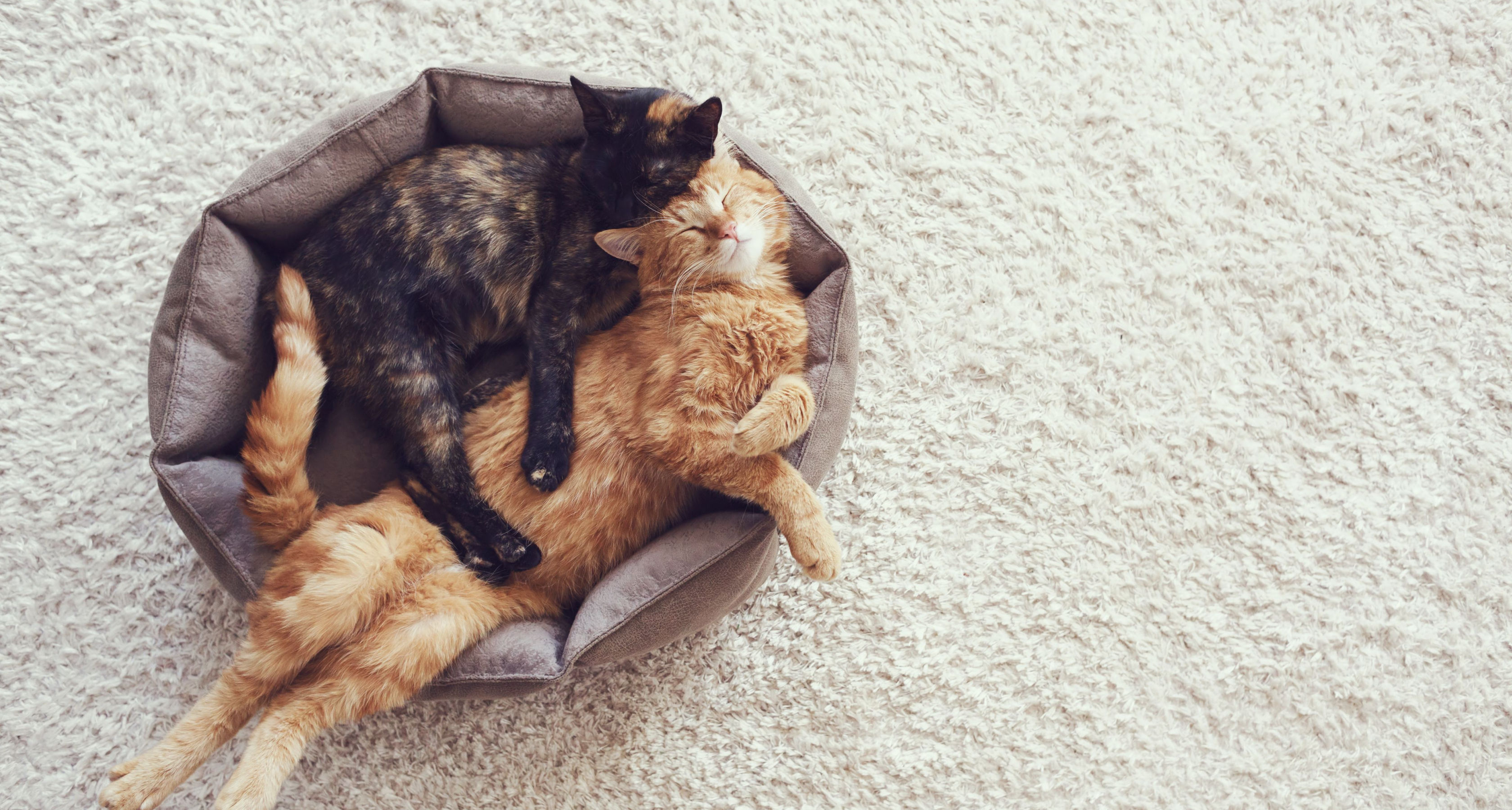 dois gatos deitados juntos na mesma alcofa