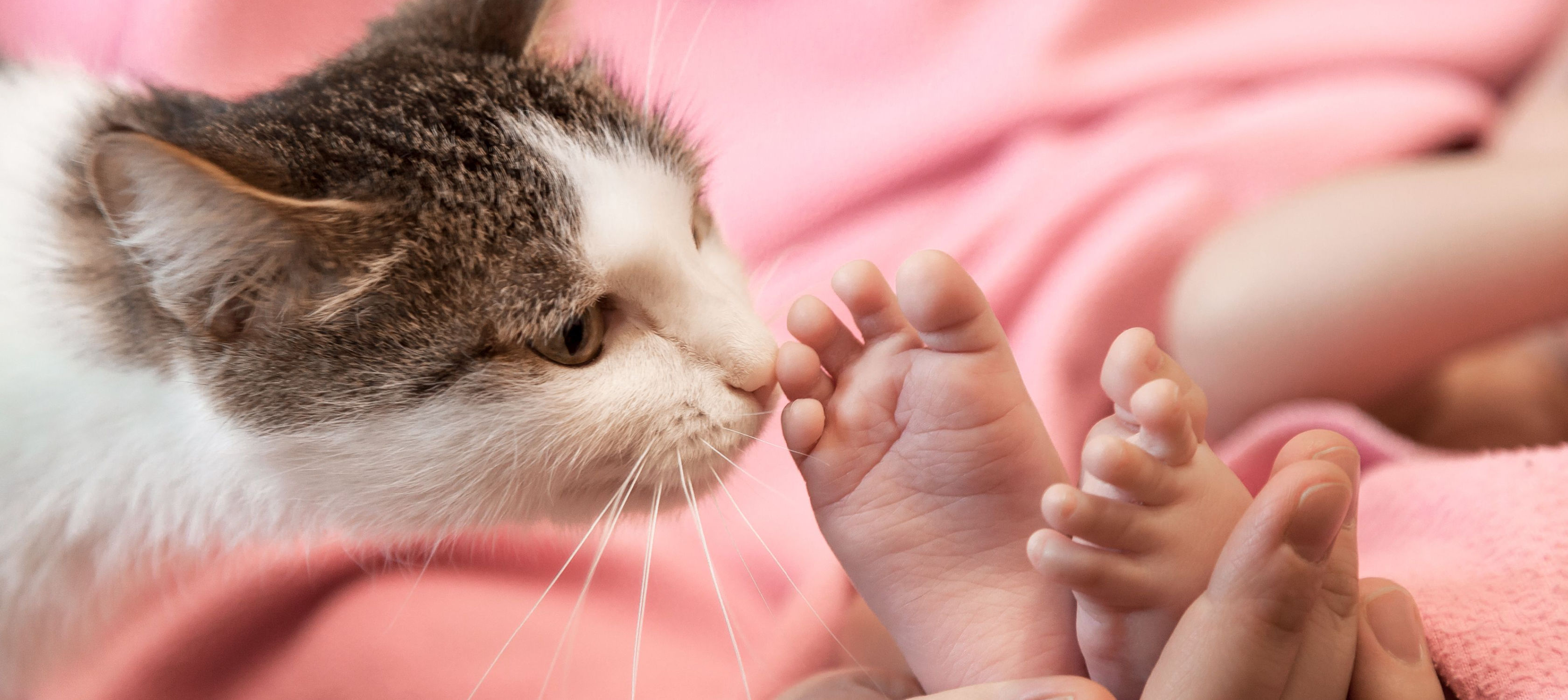 gato cheirando o pé de um bebé