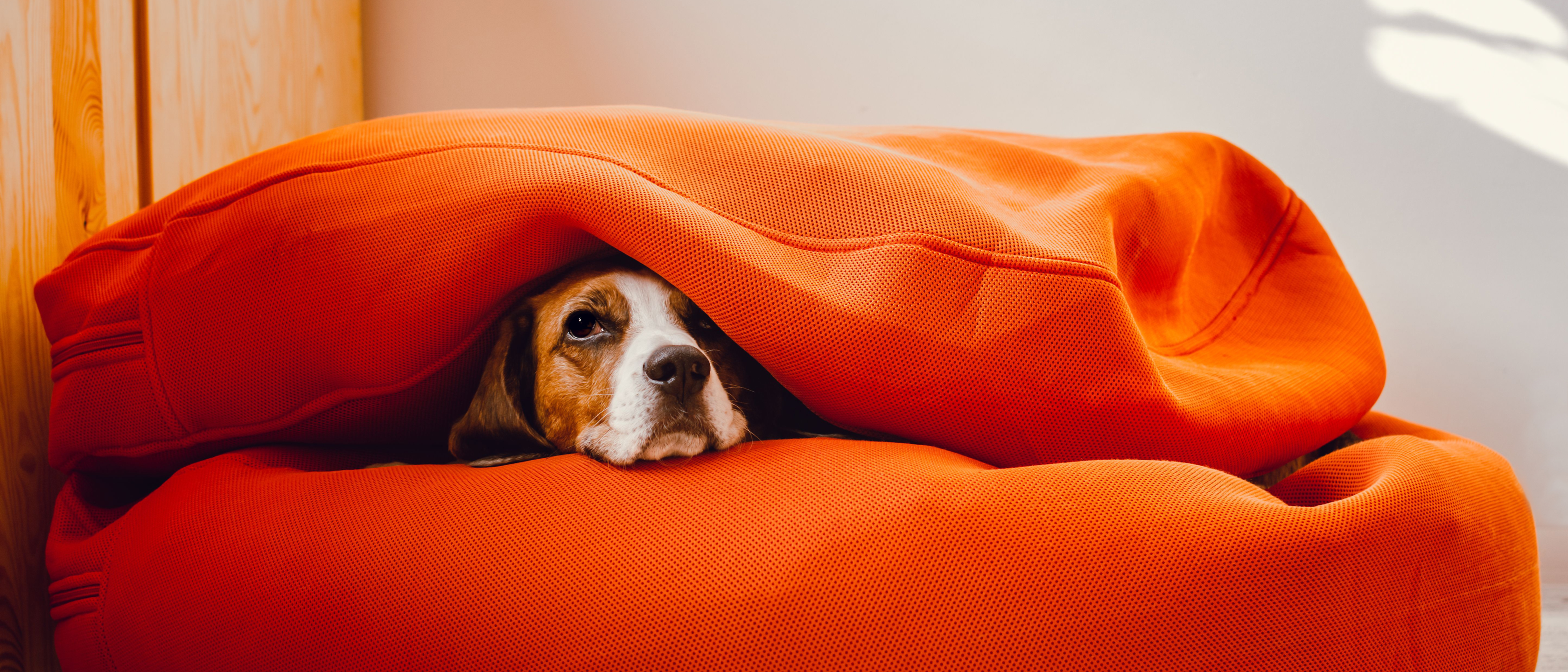 cão debaixo de uma manta com ar receoso