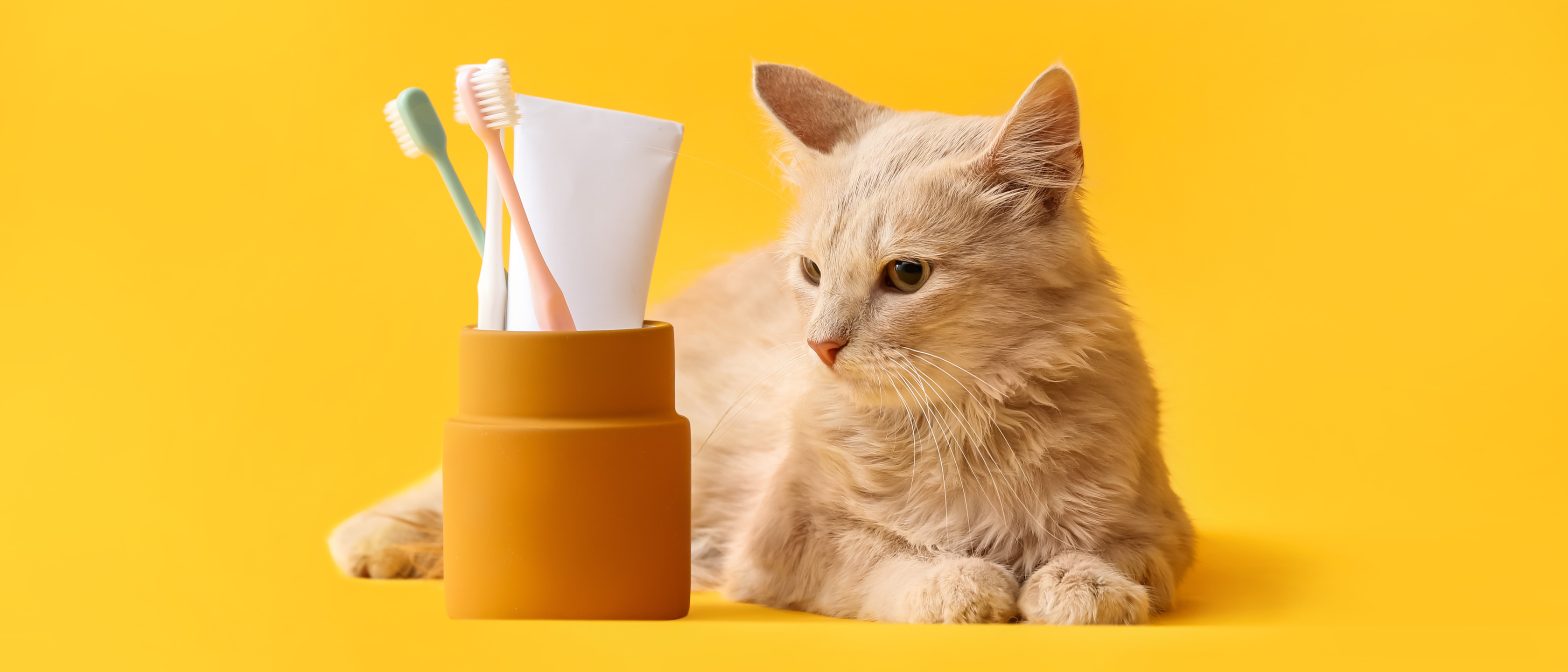 gato laranja a olhar para uma escova de dentes