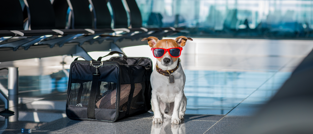 cão no aeroporto com oculos de sol