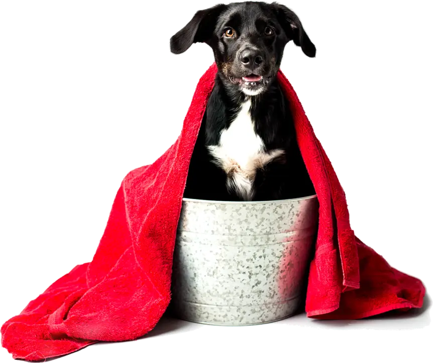 dog-towel