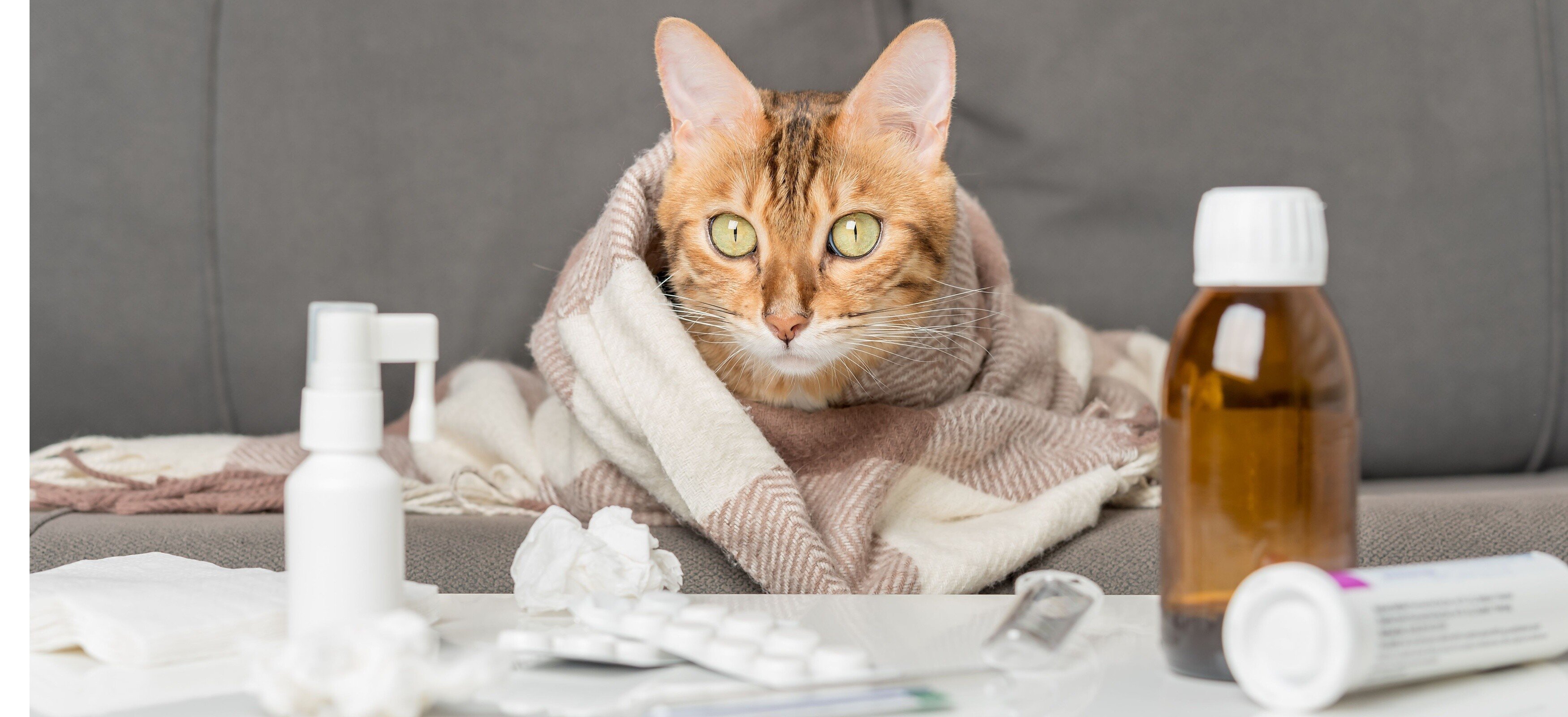 fidelidade gripe felina