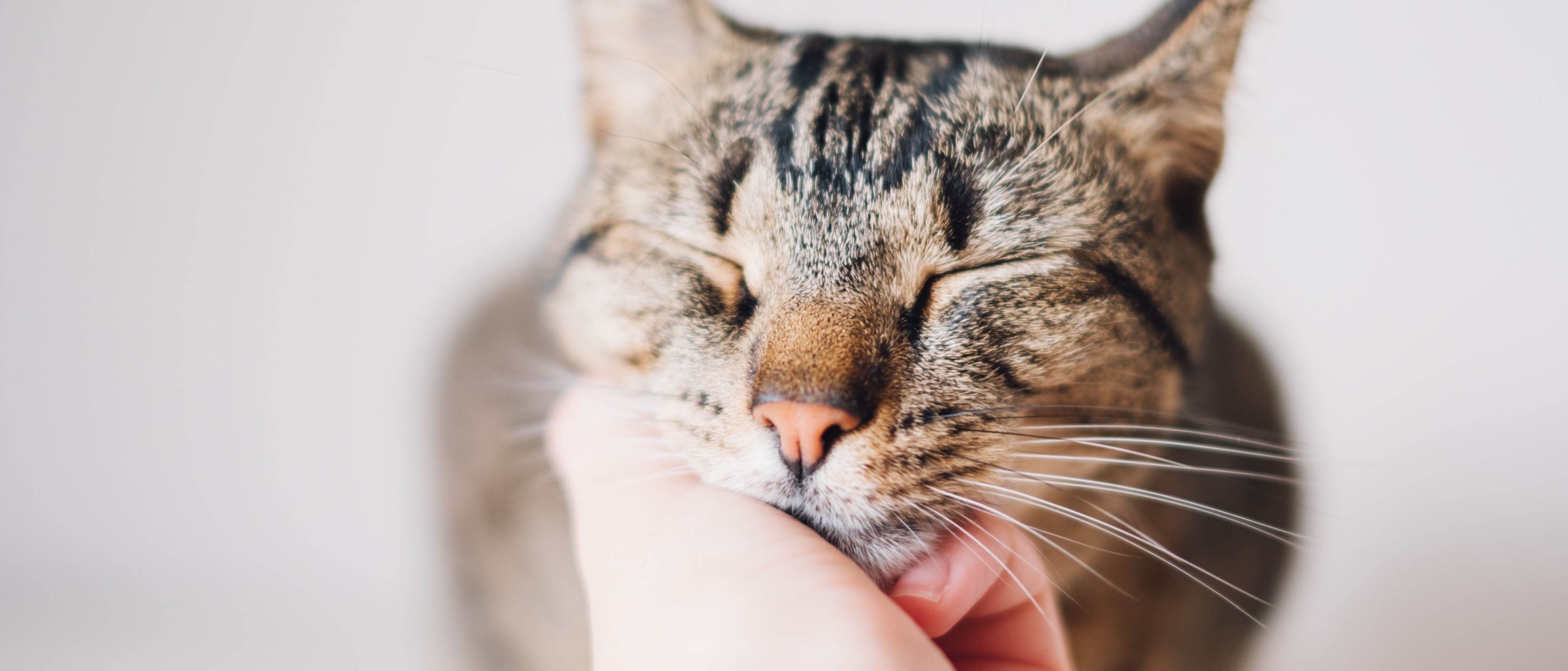 fidelidade sabe fazer o seu gato feliz