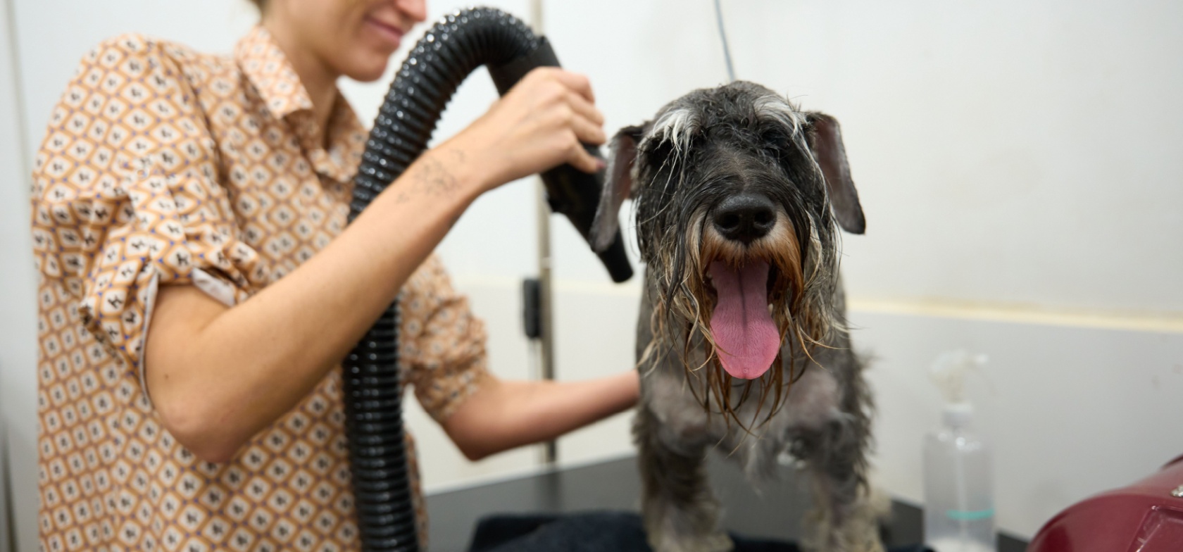 Cão a tomar banho; secar o pelo