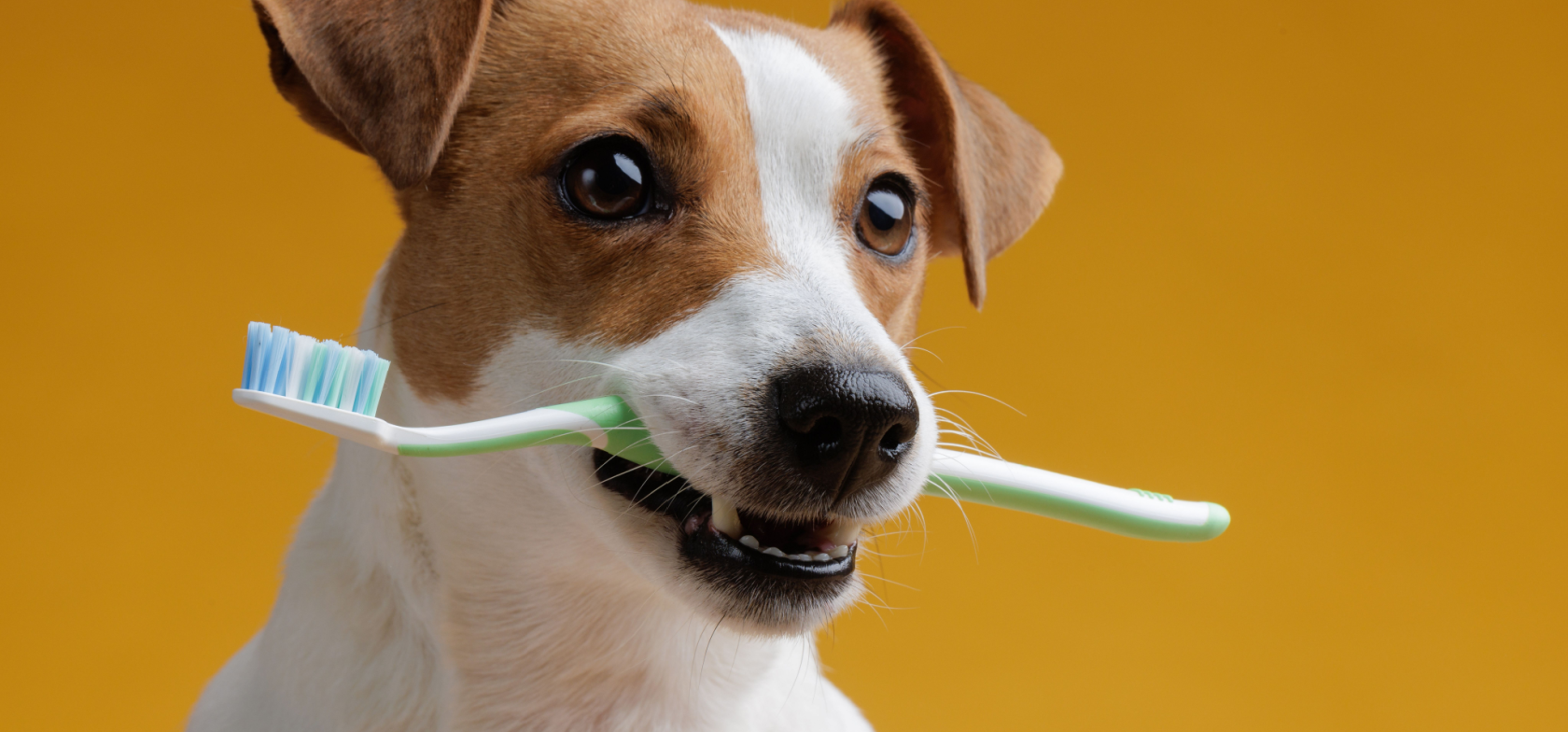 Cão com uma escova de dentes na boca, a destacar a importância da higiene oral nos cuidados de higiene canina