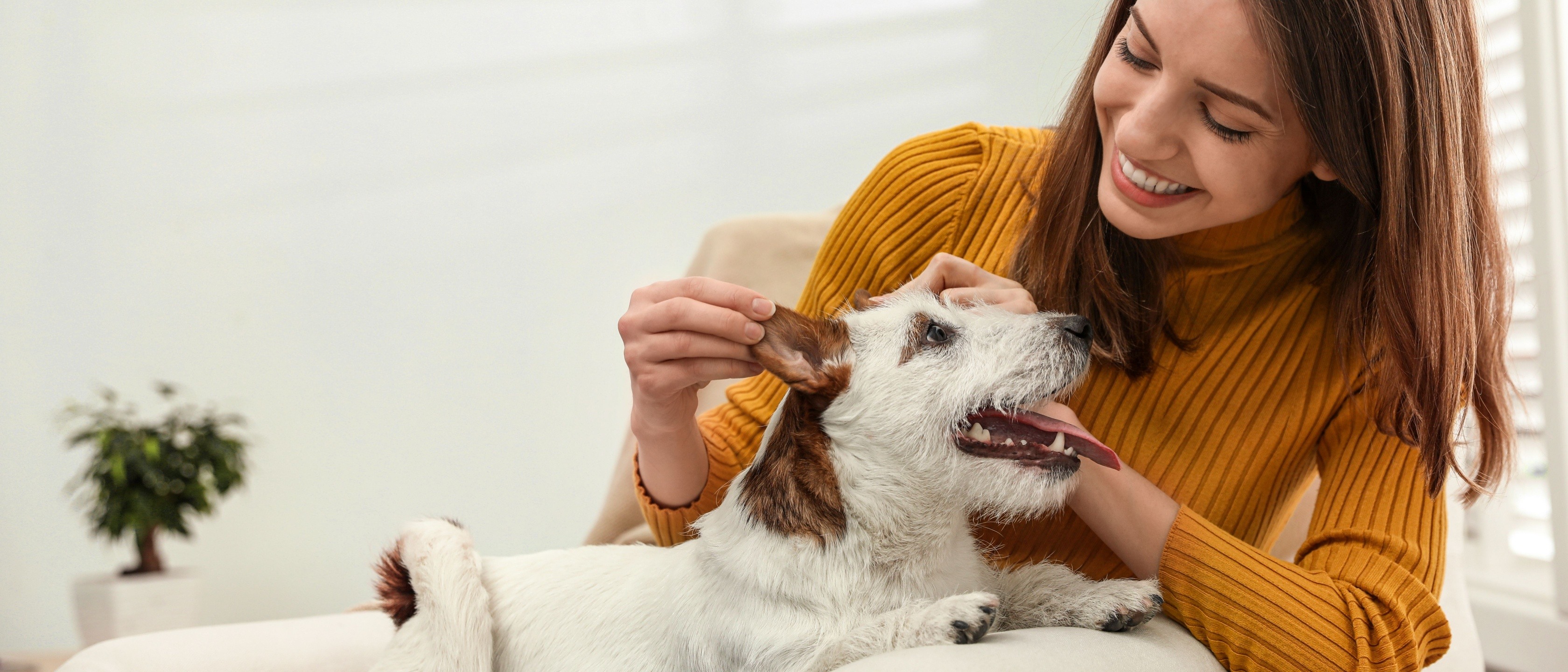 esterilizar o seu cão