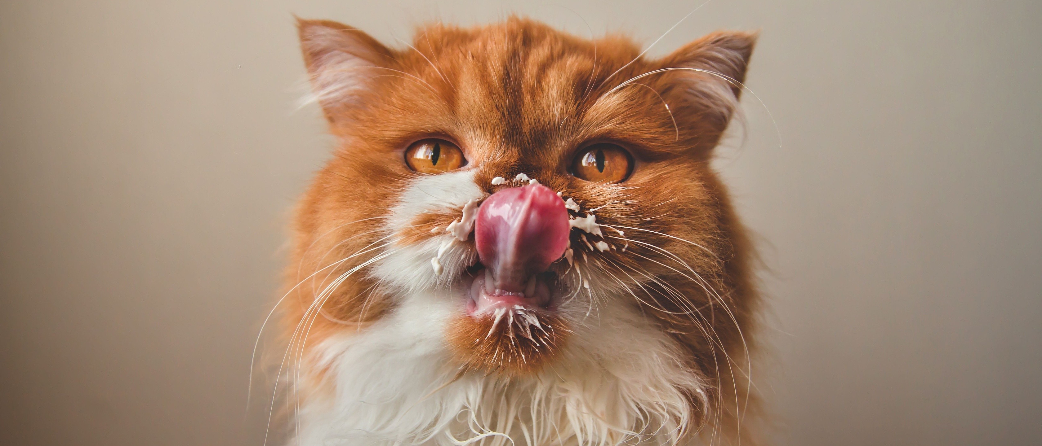 fidelidade alimentos proibidos para gatos