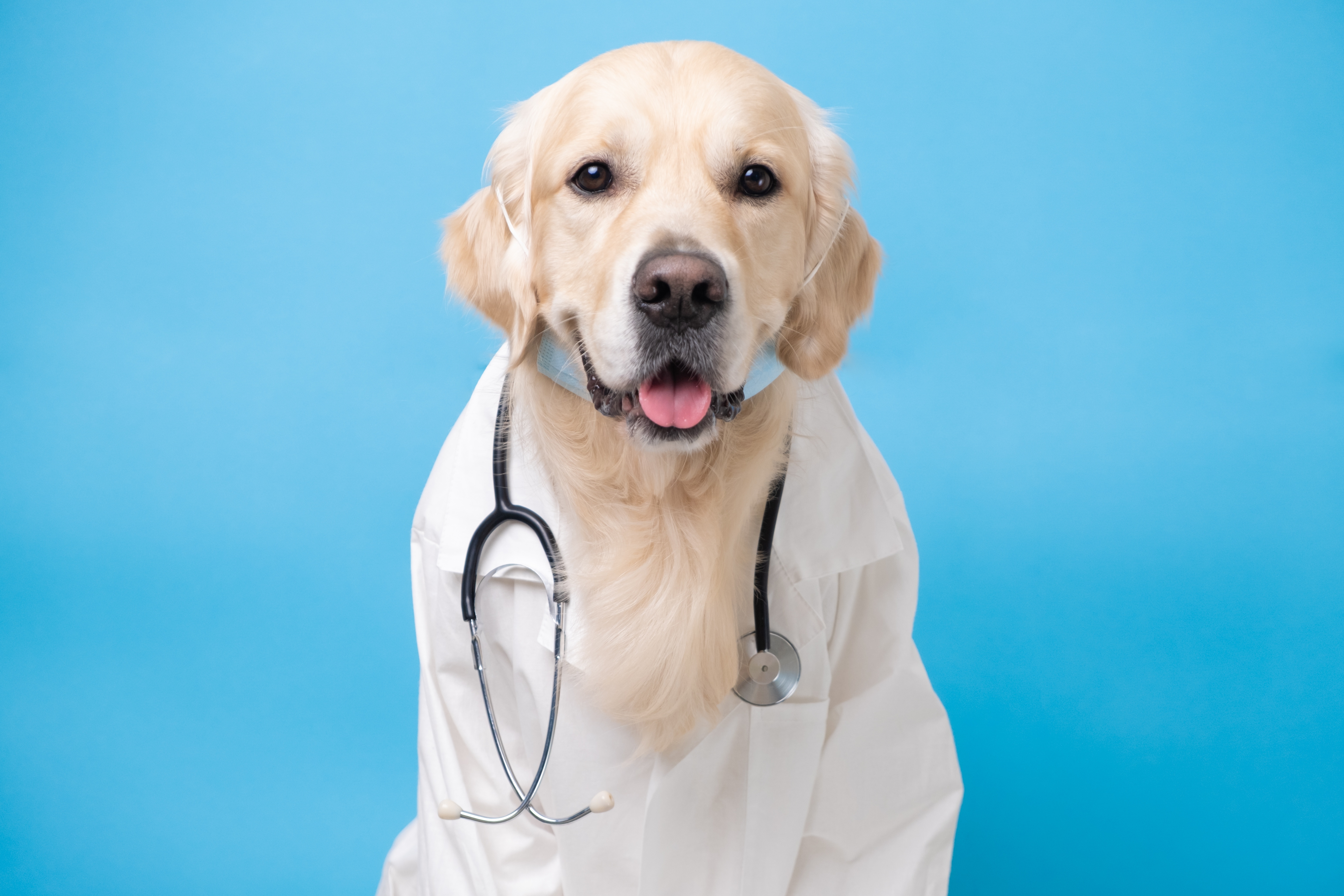 Problemas de saúde comuns em cães; como os prevenir; saúde canina; saúde do cão