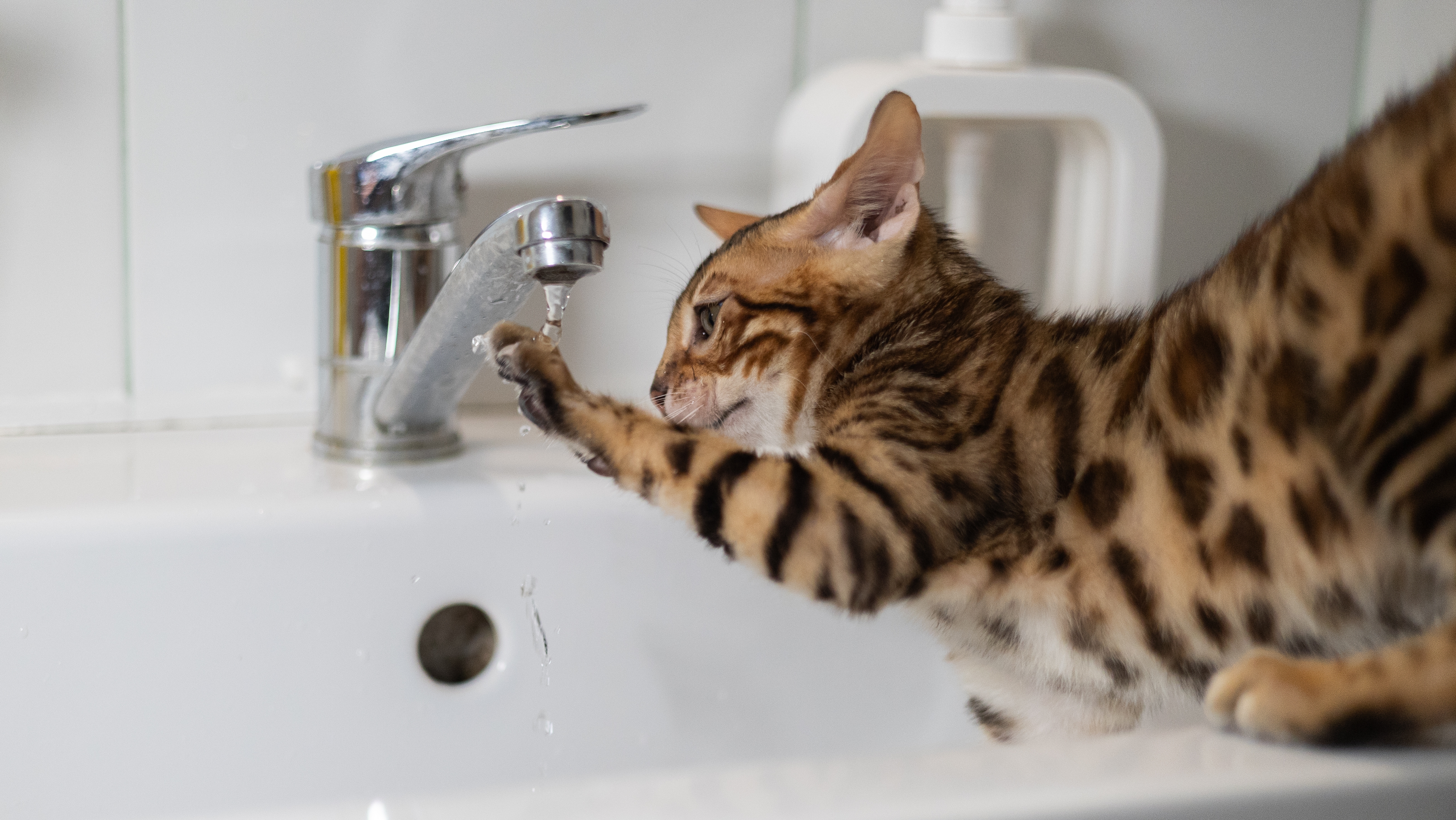 gato a beber água de uma torneira em casa